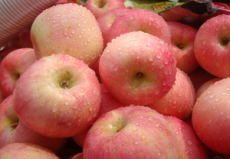 烟台红富士苹果肥水的要求及疏果