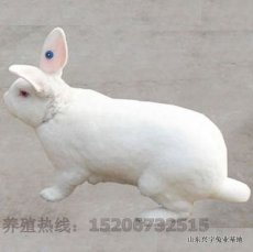 肉兔最新价格 肉兔种兔价格 肉兔养殖基地