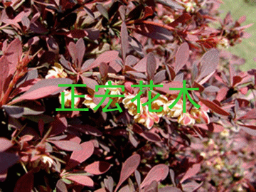 紅葉小檗球紅葉小檗小苗紅葉小檗工程苗