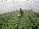 紫薯苗2013最新脱毒紫薯苗农科院一代种苗