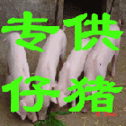 銷售仔豬苗豬種豬