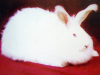 长毛兔养殖 安哥拉长毛兔价格