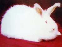 最新长毛兔兔毛价格 长毛兔价格
