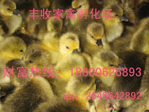 火鴨苗價格黑番鴨苗價格白番鴨苗價格