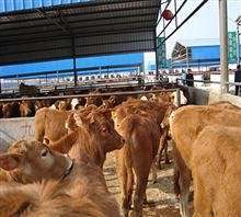 肉牛的养殖周期是多少天