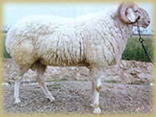 小尾寒羊养殖效益