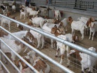 山东肉羊养殖场-肉羊价格-肉羊防疫