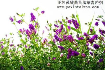 亞芯苜蓿草專用青貯劑