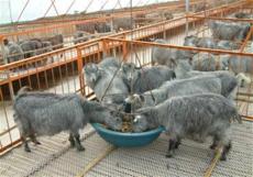 波尔山羊繁育基地-波尔山羊羊苗价格