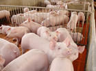 沂水仔猪养殖厂-仔猪价格-仔猪信息