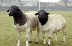 山东杜泊羊市场价格正锋畜牧发展有限公司