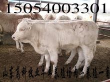 山东菏泽郓城正规养殖场 菏泽肉牛养殖场
