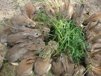杂交野兔价格 野兔能不能笼养