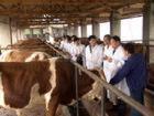 肉牛养殖场 肉牛养殖技术