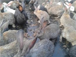 山东大型杂交野兔养殖场富达牧业