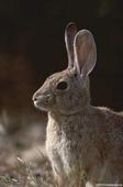 河北野兔 獭兔 种兔价格