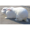 菏泽獭兔种兔养殖