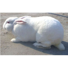 菏泽獭兔种兔养殖