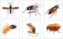 柳州赫鼎鸿灭鼠公司 白蚁防治灭蟑螂灭蚊蝇
