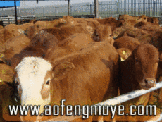 怎么养牛改良牛价格养牛场养牛养殖基地