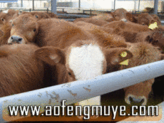 重庆肉牛养殖场肉牛价格走势湖北肉牛价格