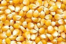 求购玉米大豆