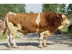 长期供应优质西门塔尔牛