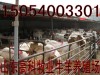 山东正规养殖场菏泽郓城有卖小羊的吗