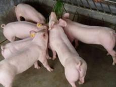 泸州养猪场仔猪 苗猪价格是多少
