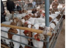 安徽省安庆市有没有卖波尔山羊的