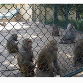动物园围栏网 动物隔离网 勾花护栏网