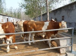 广西柳州养牛场 柳州哪里有养牛场