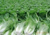 白菜种植基地 山东白菜信息 白菜批发价格