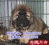 广州边度有卖高加索犬 高加索犬价格