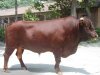 山东长升牧业肉牛养殖场肉牛信息 养殖基地