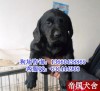 广州白云区哪里有卖拉布拉多犬