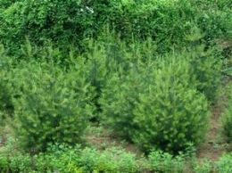西安茂源白皮松是优质的城市绿化树种