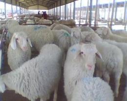纯种小尾寒羊 纯种波尔山羊 羊苗 怀孕母羊