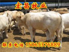 北京肉牛养殖场