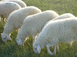 小尾寒羊价格-宏本牧业养殖场