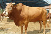 肉牛养殖场-山东宏本牧业