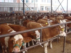 西门塔尔牛哪里的便宜山东西门塔尔牛养殖场