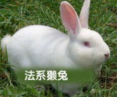 肉兔种兔价格 獭兔种兔价格 种兔养殖场