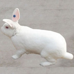 獭兔种兔价格 山东獭兔养殖基地