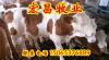 新疆西门塔尔牛的价格