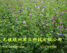 供应大量紫花苜蓿草