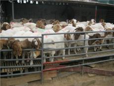 山羊的利润 养殖山羊还是养殖绵羊赚钱