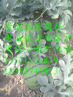 西瓜產地