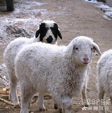 肉羊养殖好品种小尾寒羊