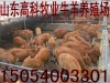 买什么品种的小牛苗养殖赚钱哪里卖小牛苗